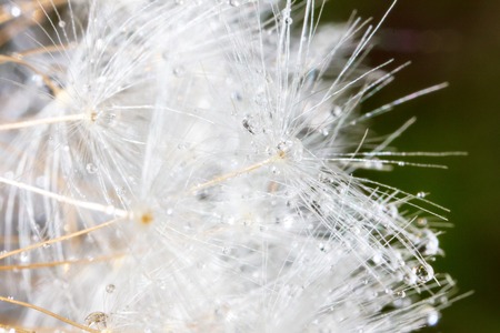 Fluffy dandelion on nature as background. Macro