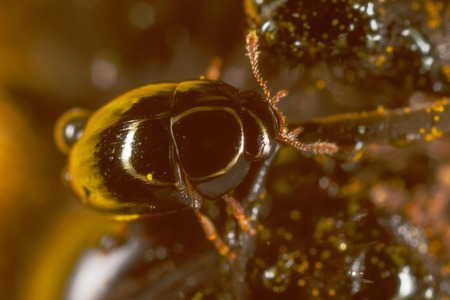 A small beetle on a bee. Macroの写真素材