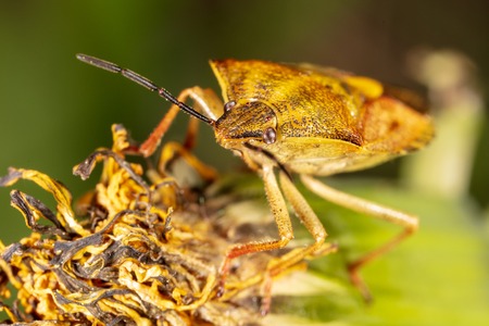 Portrait of a bug bug in nature. Macro