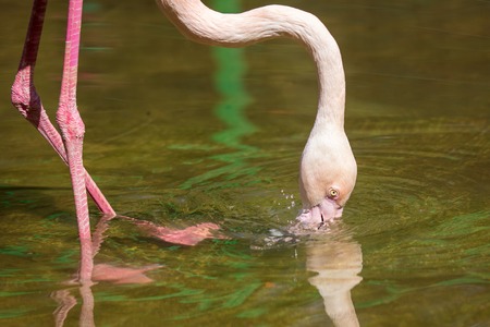 Pink flamingo drinks water in the lake .の写真素材