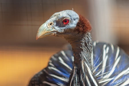 Portrait of a blue bird with a bare neck in the zoo ,の写真素材