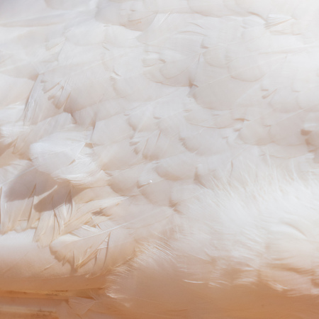 White feathers in a bird as an abstract background .の写真素材