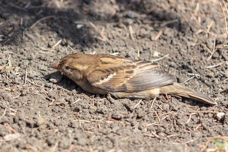 A sparrow is bathed in the ground in nature .の写真素材