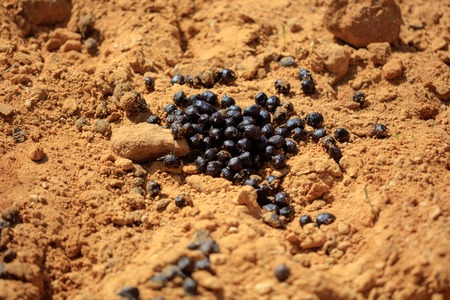 Shit lamb on the sand in the zoo .の写真素材