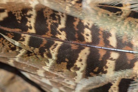 Pheasant feathers abstract as a background. Macroの写真素材