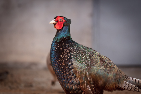 Portrait of a pheasant in the park .の写真素材