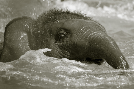 A small elephant is bathed in water .の写真素材