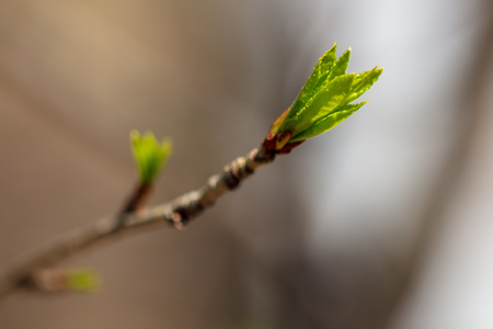 Kidney leaves on a tree in the spring .の写真素材