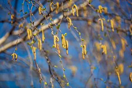 Flowers on a birch tree in the spring .の写真素材
