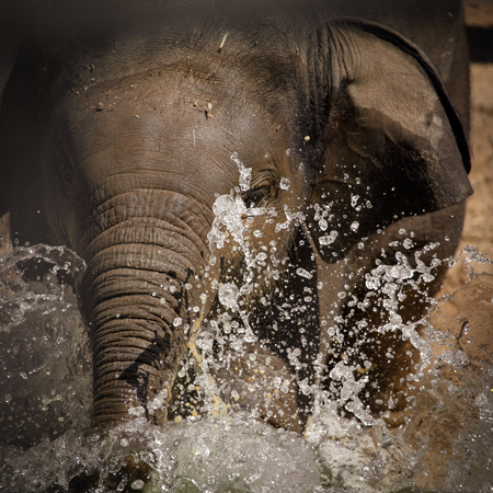 A small elephant is bathed in water .の写真素材
