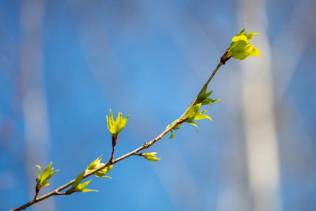 Kidney leaves on a tree in the spring .