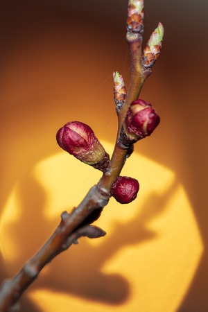 Flowers blossom on apricot tree at sunset .の写真素材