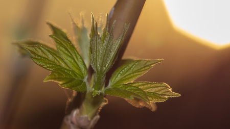Kidney leaves on a tree in the spring at sunset .