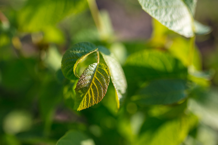 Young leaves on a walnut tree in spring .