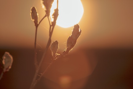 Kidney leaves on a tree in the spring at sunset .の写真素材