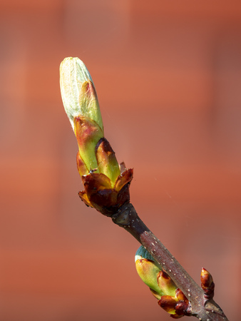 Kidney leaves on a tree in the spring .の写真素材