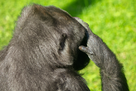 Gorilla closes her eyes with her hand .