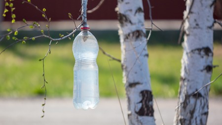 Collection of birch sap in a plastic bottle .の写真素材