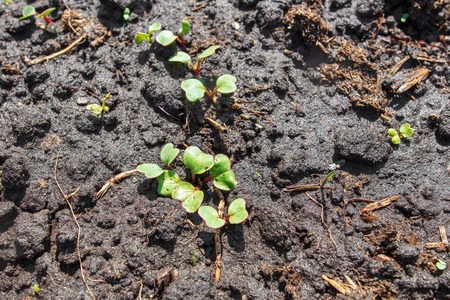 Small radish sprouts on the ground in the garden .の写真素材