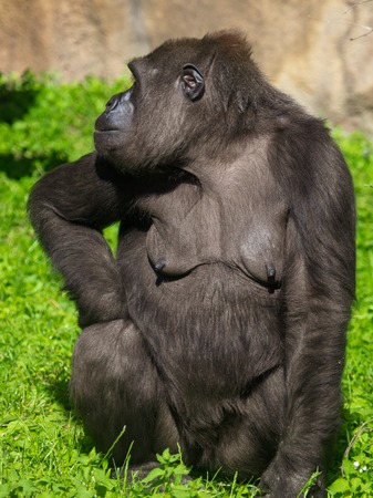 Portrait of a gorilla in the park .の写真素材