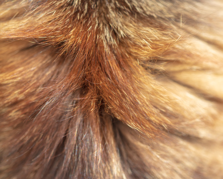 Wool on a cat as an abstract background .