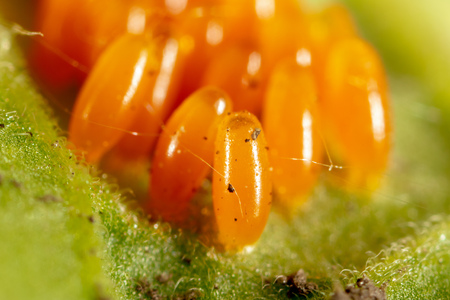 Eggs of the Colorado beetle on the leaves of potatoes. Macro