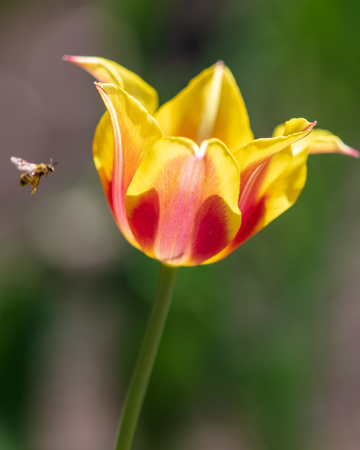 Beautiful orange tulip in a park in the natureの写真素材