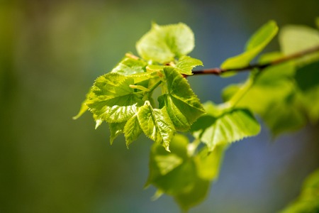 Young green leaves on a tree in spring .の写真素材