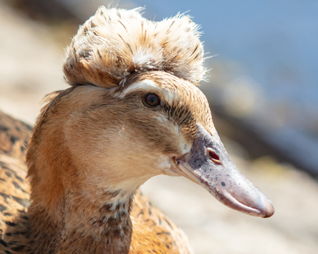 Portrait of a duck with a hairdo in the zoo .の写真素材