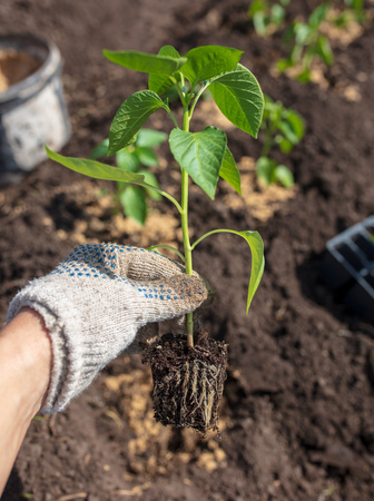 Planting seedlings in the garden at the cottageの写真素材