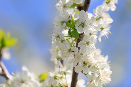 Flowers on the branches of a tree in the nature .の写真素材