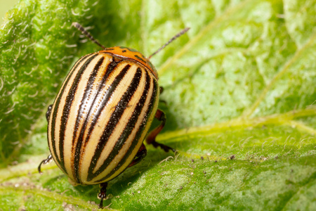Colorado beetle on the leaves of potatoes. Macro