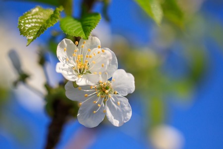 Flowers on the branches of a tree in the nature .の写真素材