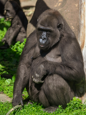 Portrait of a gorilla in the park .の写真素材