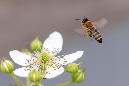 Bee in flight on nature. Macro photo