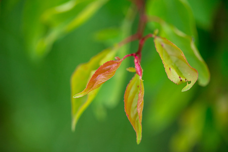 Leaves on the tree of apricot. Macroの写真素材