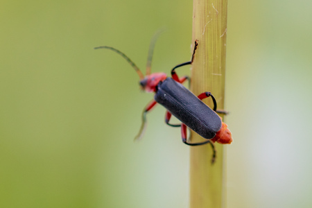 Beetle on green grass in nature. Macroの写真素材