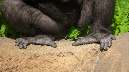 Paws of a black gorilla in nature .