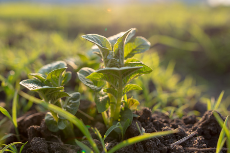 Leaves of potatoes in the garden at sunset .