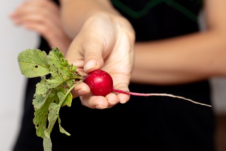 Red radish with leaves in a girl's hand .の写真素材
