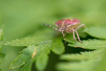 Bug on green grass in nature. Macro