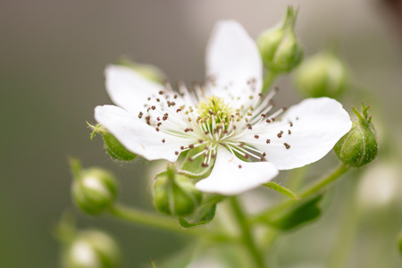White flowers on a blackberry in the nature .の写真素材