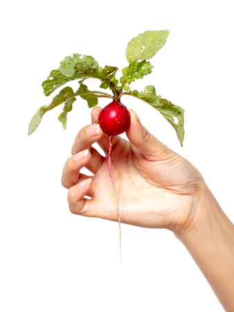 Red radish with leaves in hand on a white background .の写真素材