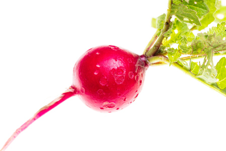 Red radish with leaves on white background .の写真素材