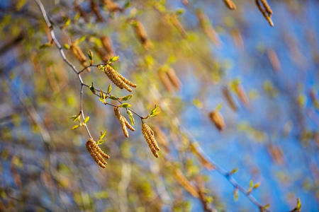 Flowers on a birch tree in the spring .の写真素材