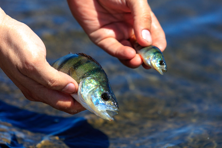 The fisherman lets the fish into the river .の写真素材