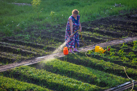 Woman watering the garden with a hose .の写真素材