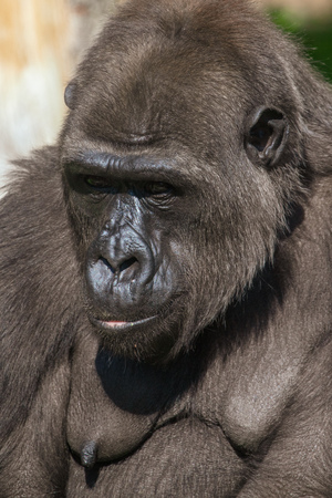 Portrait of a gorilla in the park .