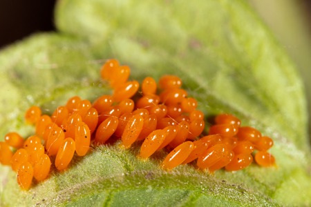 Eggs of the Colorado beetle on the leaves of potatoes. Macro