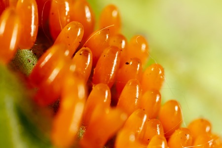 Eggs of the Colorado beetle on the leaves of potatoes. Macro